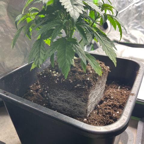 California indica  #1 growlog timeline photo