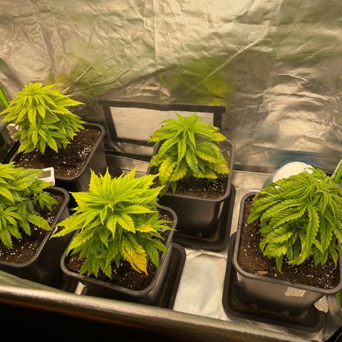 California indica  #1 growlog timeline photo