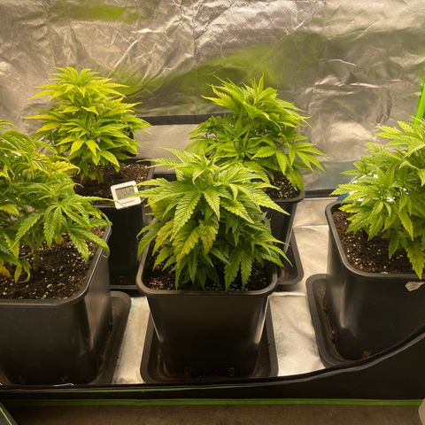 California indica  #1 growlog timeline photo
