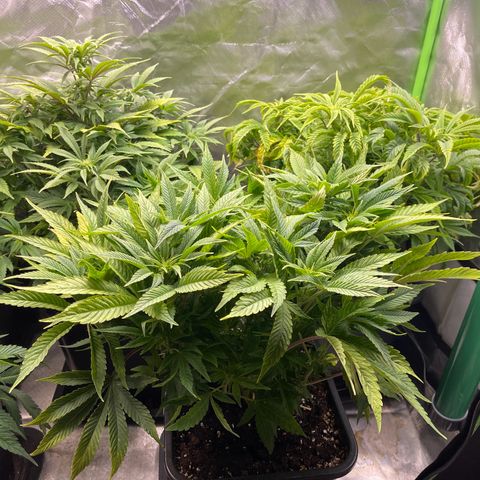 California indica  #1 growlog timeline photo
