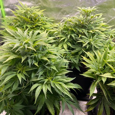 California indica  #1 growlog timeline photo