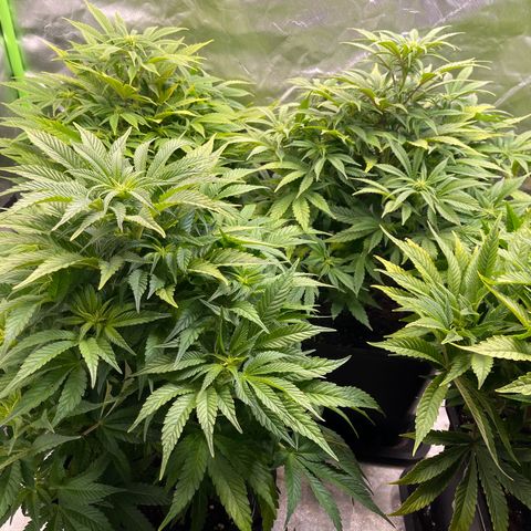 California indica  #1 growlog timeline photo