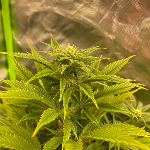 California indica  #1 growlog timeline photo