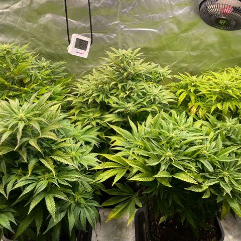 California indica  #1 growlog timeline photo
