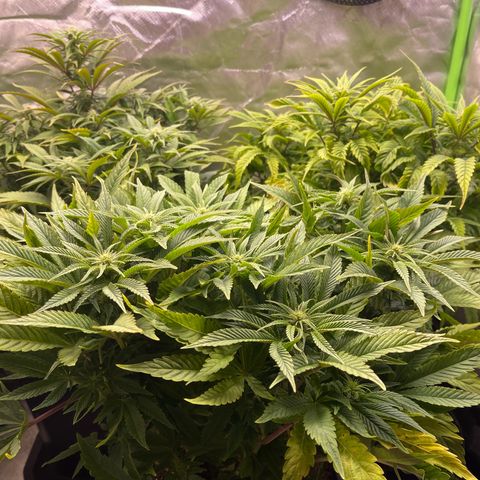 California indica  #1 growlog timeline photo