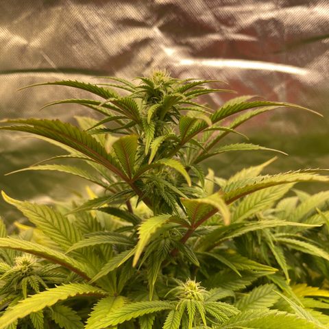 California indica  #1 growlog timeline photo