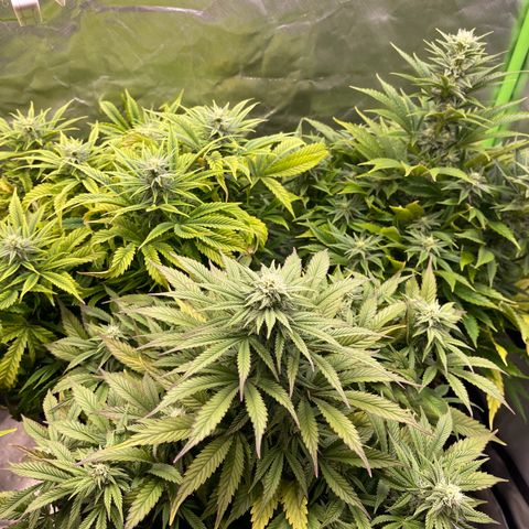 California indica  #1 growlog timeline photo