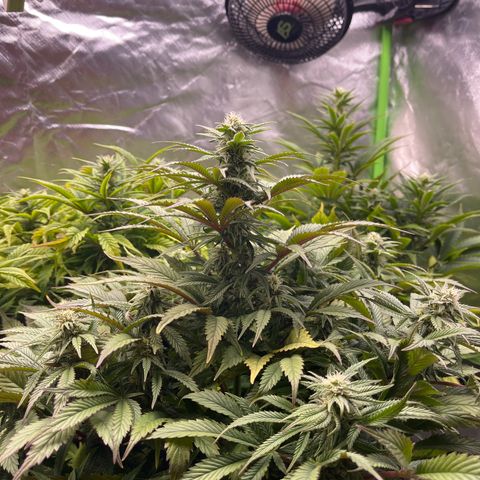 California indica  #1 growlog timeline photo