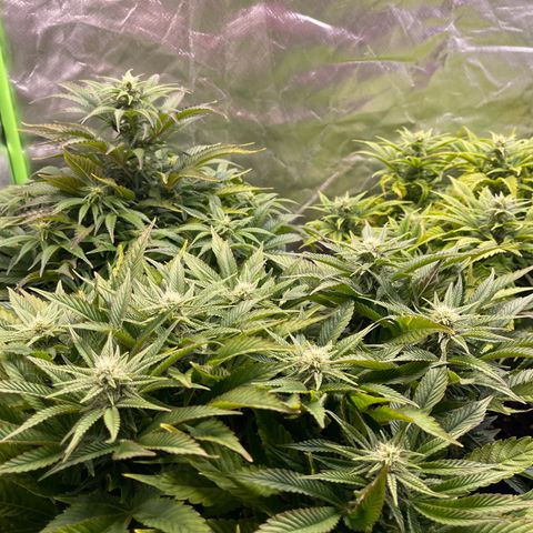 California indica  #1 growlog timeline photo