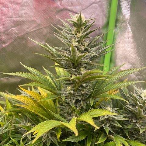 California indica  #1 growlog timeline photo
