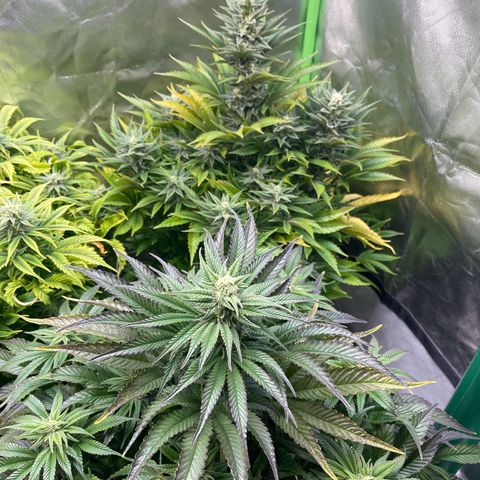 California indica  #1 growlog timeline photo