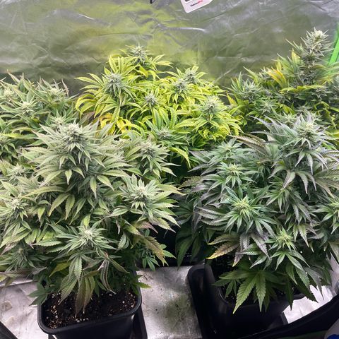 California indica  #1 growlog timeline photo