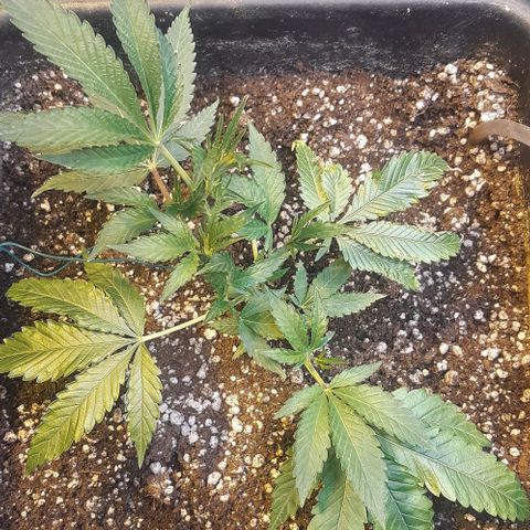 Studogs growlog timeline photo