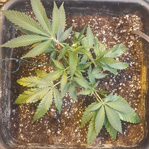 Studogs growlog timeline photo