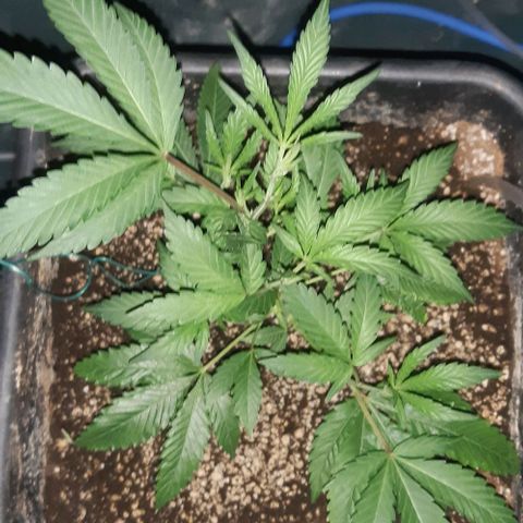 Studogs growlog timeline photo