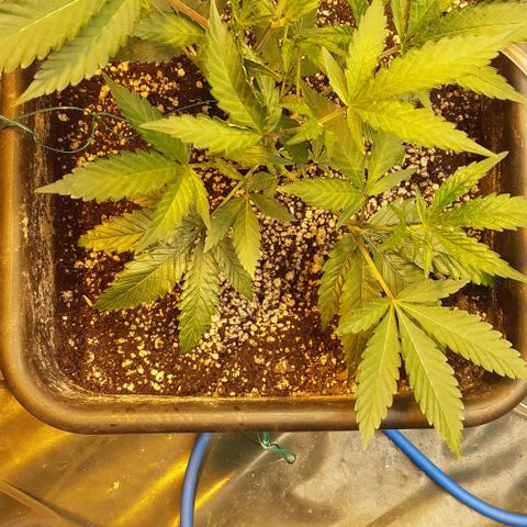 Studogs growlog timeline photo