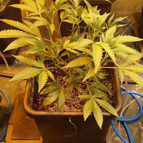 Studogs growlog timeline photo