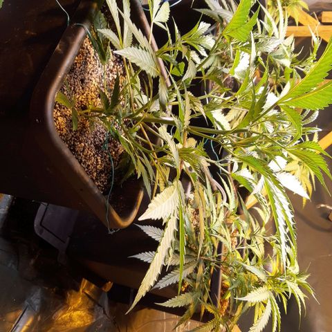 Studogs growlog timeline photo