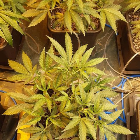 Studogs growlog timeline photo