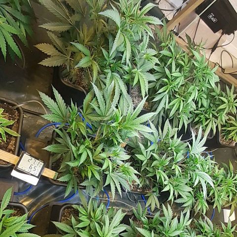 Studogs growlog timeline photo