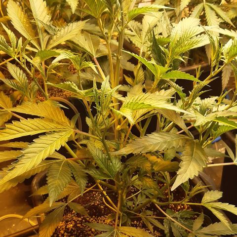 Studogs growlog timeline photo