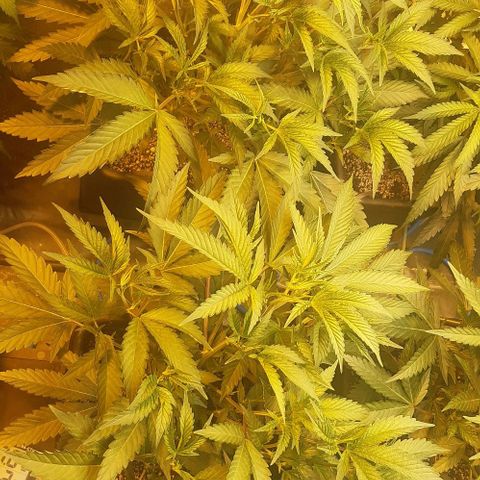 Studogs growlog timeline photo
