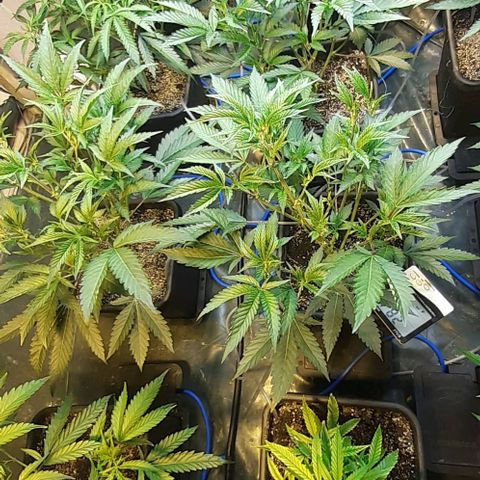 Studogs growlog timeline photo