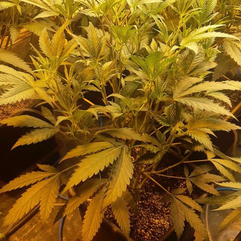 Studogs growlog timeline photo