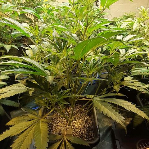 Studogs growlog timeline photo