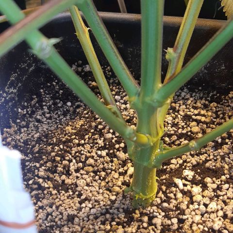 Studogs growlog timeline photo