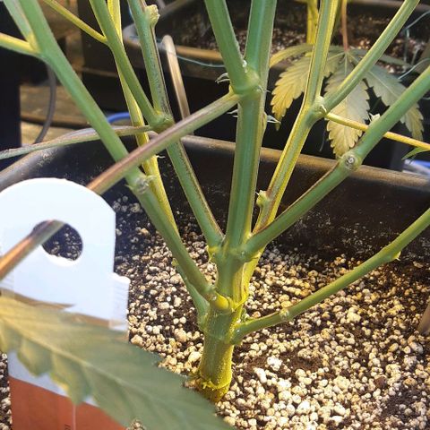 Studogs growlog timeline photo