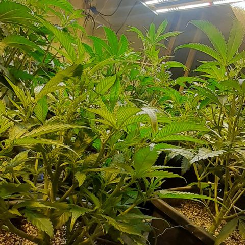 Studogs growlog timeline photo