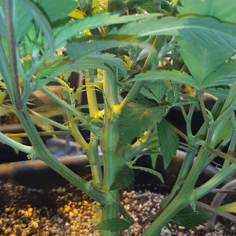 Studogs growlog timeline photo