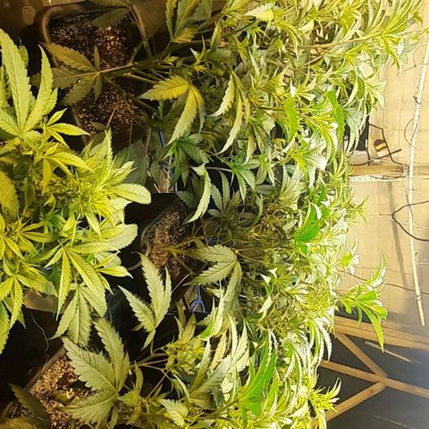 Studogs growlog timeline photo