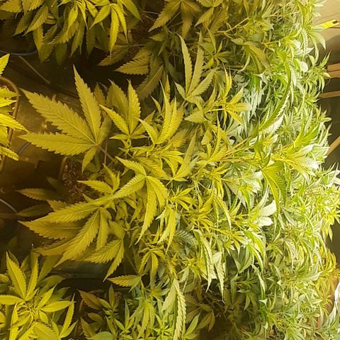 Studogs growlog timeline photo