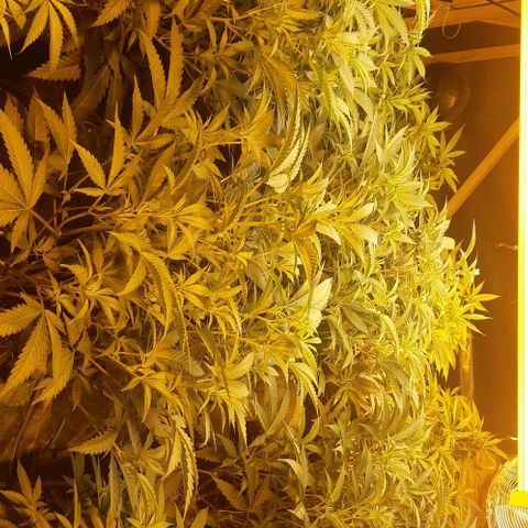 Studogs growlog timeline photo
