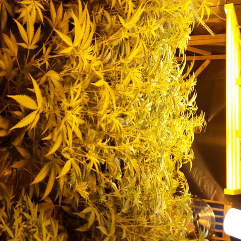 Studogs growlog timeline photo