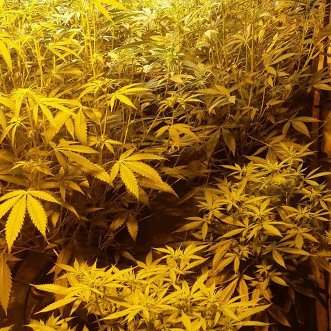 Studogs growlog timeline photo