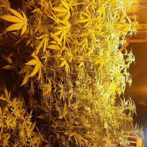 Studogs growlog timeline photo