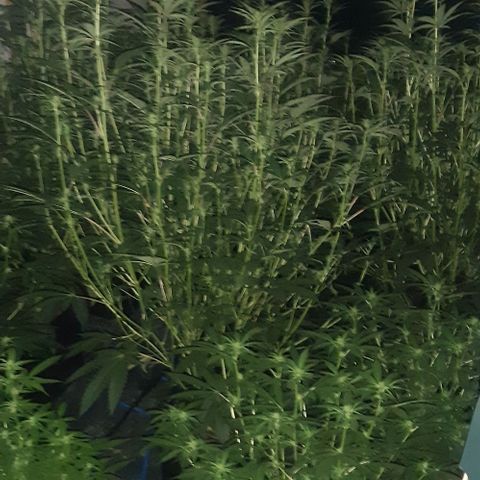 Studogs growlog timeline photo