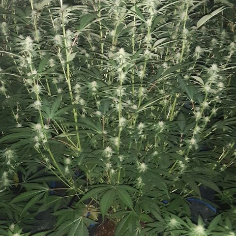 Studogs growlog timeline photo