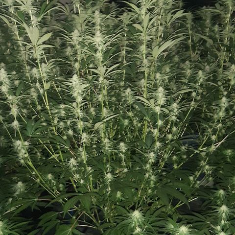 Studogs growlog timeline photo