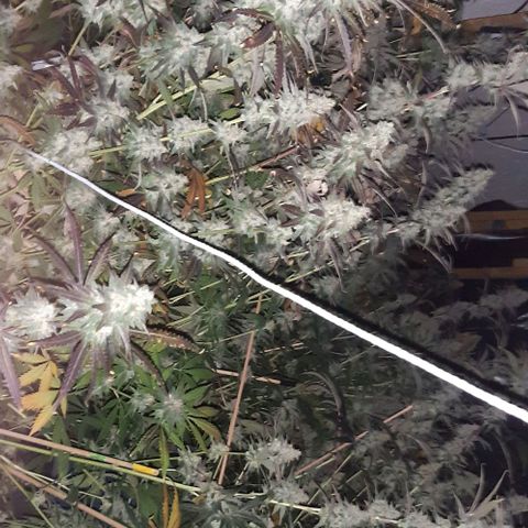 Studogs growlog timeline photo