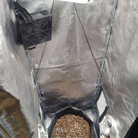 Banana Purple Punch Auto growlog photo: Seed planted