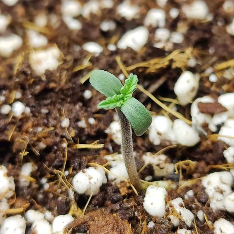 Banana Purple Punch Auto growlog timeline photo