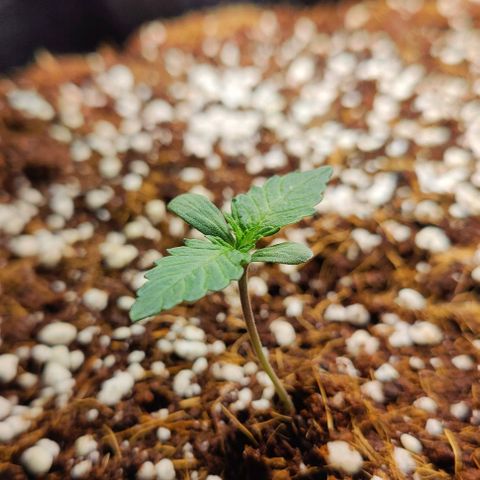 Banana Purple Punch Auto growlog timeline photo