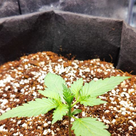 Banana Purple Punch Auto growlog timeline photo