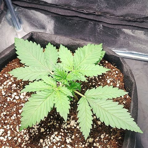 Banana Purple Punch Auto growlog timeline photo