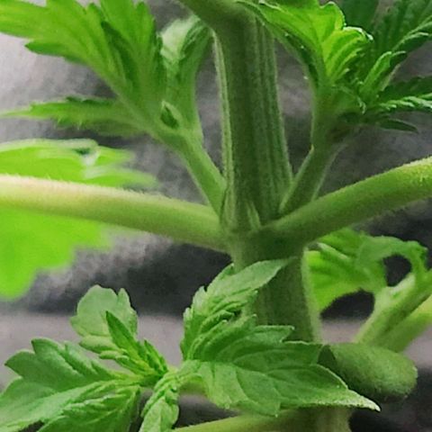 Banana Purple Punch Auto growlog timeline photo