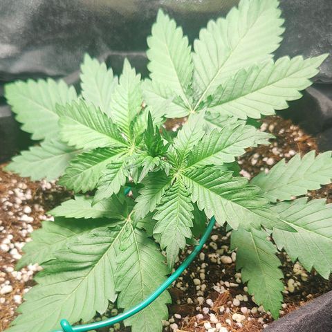 Banana Purple Punch Auto growlog timeline photo